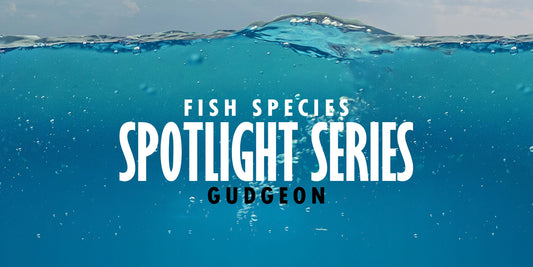 Gudgeon Fishing in the UK: Fish Spotlight Series