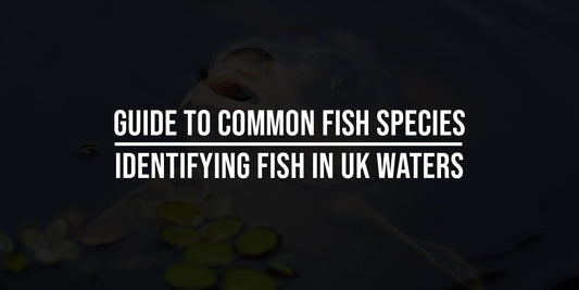 Guide to Common Fish Species: Identifying Fish in UK Waters