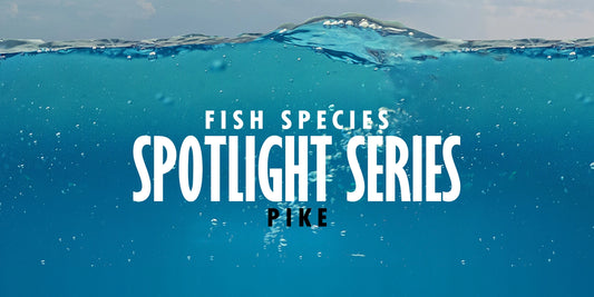 Pike Fishing in the UK Spotlight Series