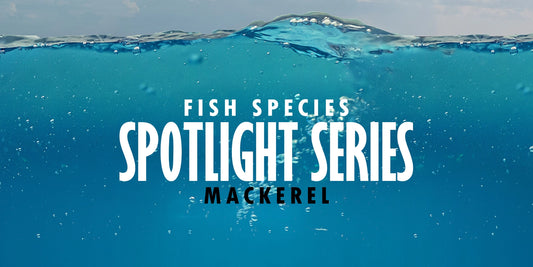 Mackerel Fishing in the UK: Fish Spotlight Series