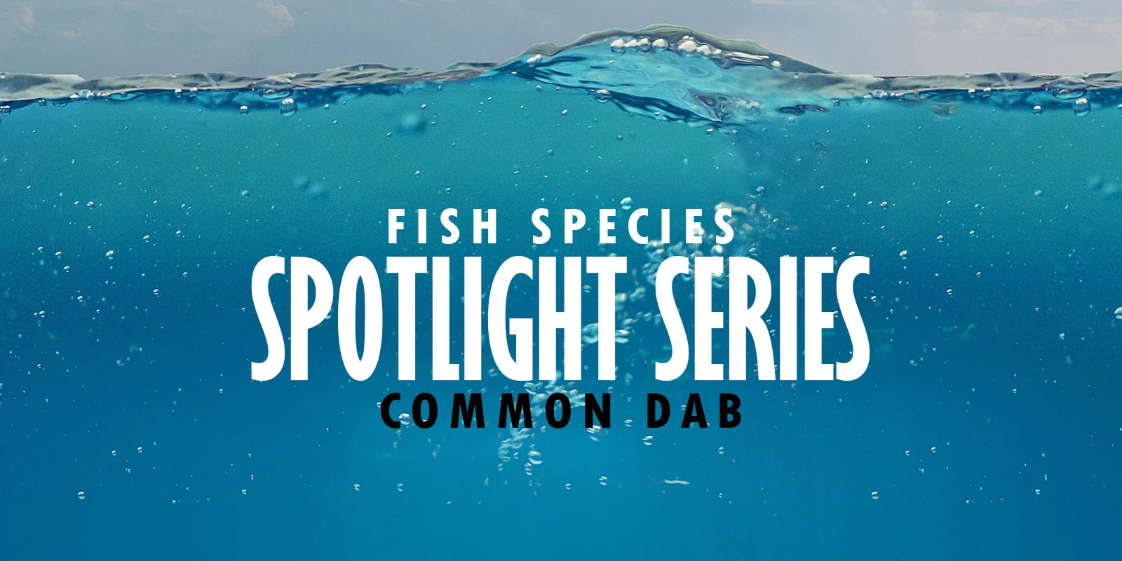 All About Dab Fish - Appearance, Habitat, Behavior & Fishing Tips